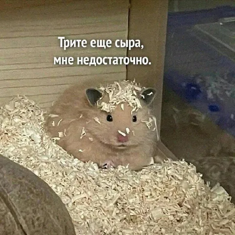 Хомяк просит еще сыра