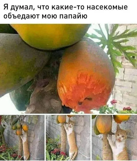 Кот ест папайю