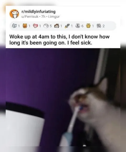 Cat Brushing Its Teeth at 4AM