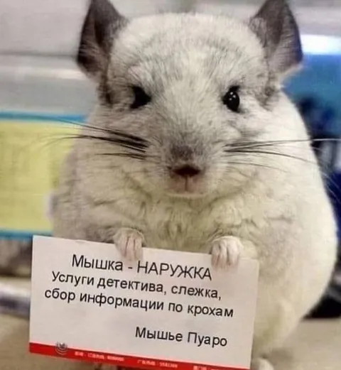 Мышка-наружка и мышье Пуаро
