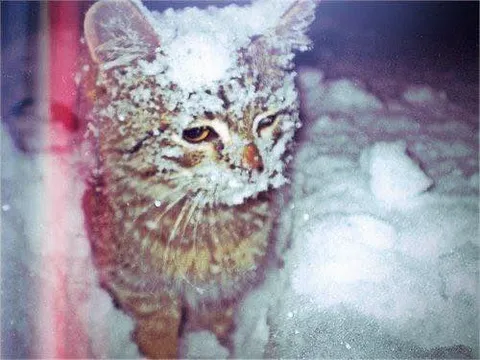 Кот в снегу с хмурым взглядом