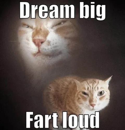 Dream Big Fart Loud Cat