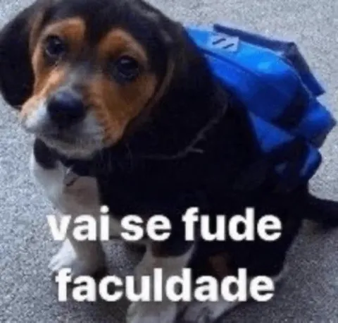 Cachorro indo estudar