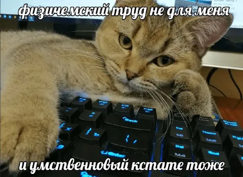 Кот за клавиатурой не работает