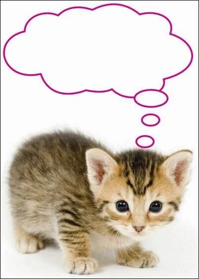 Котёнок задумался