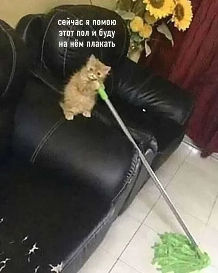 Кот моет пол шваброй
