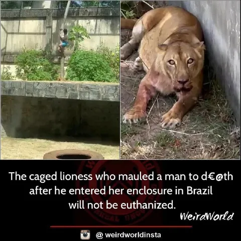 Caged Lioness Will Not Be Euthanized