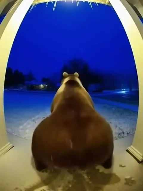 Медведь уходит в ночь