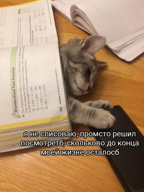 Кот смотрит сколько осталось жить
