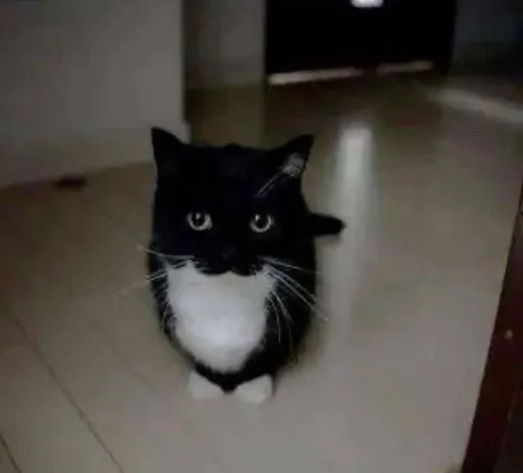 Серьёзный кот в дверях