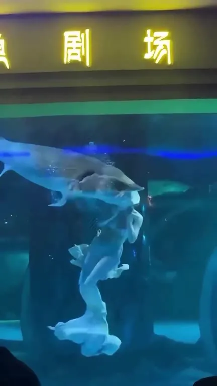 水族馆里的美人鱼表演