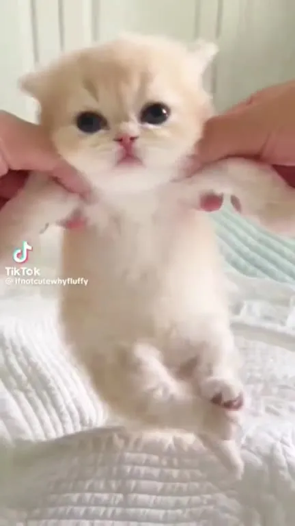 Слишком милые котята