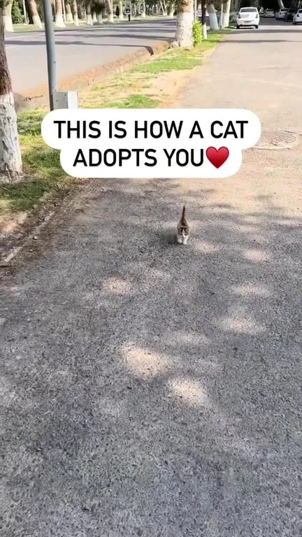 How a Cat Adopts You