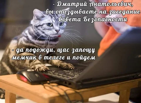 Кот постит мем перед заседанием