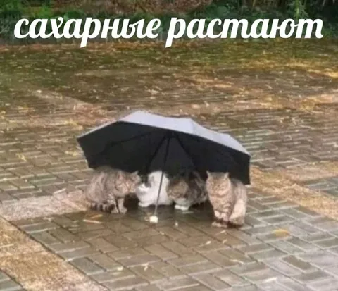Сахарные котики под зонтом