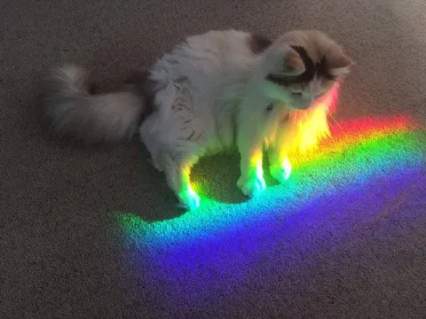 Кот на радуге