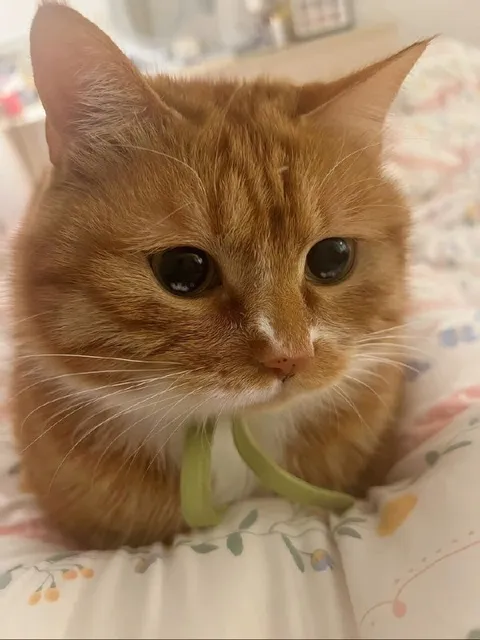 Грустный рыжий котёнок
