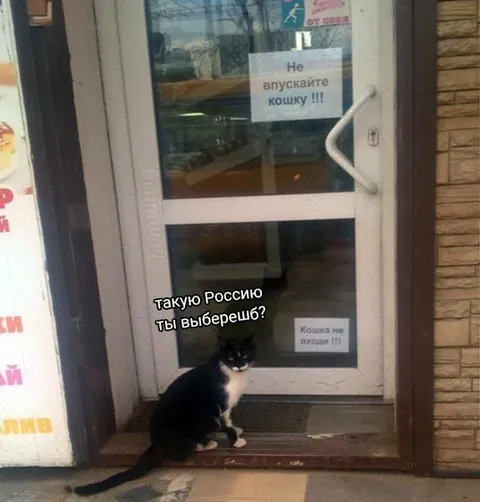 Кошка не входит в Россию