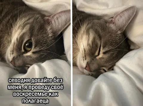 Кот проведёт воскресенье как полагается