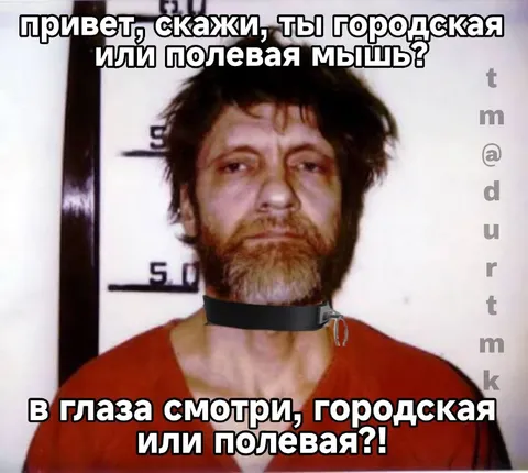 Городская или полевая мышь