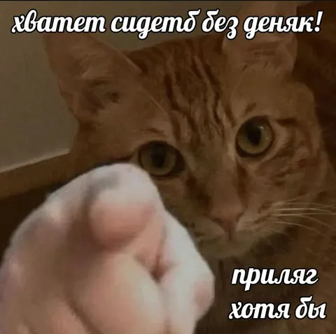 Кот требует денег