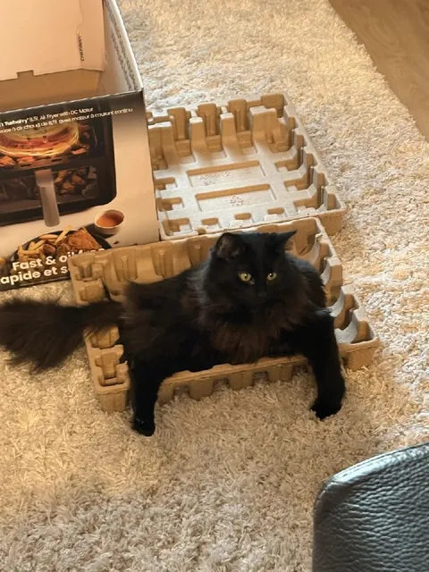 Cat in an Air Fryer Box
