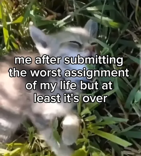 Cat After Finishing Assignment