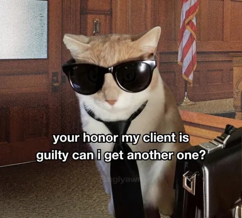 Guilty Client Lawyer Cat