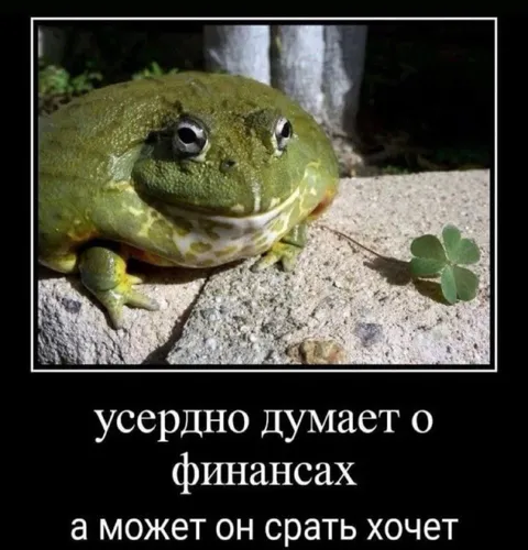 Лягушка думает о финансах