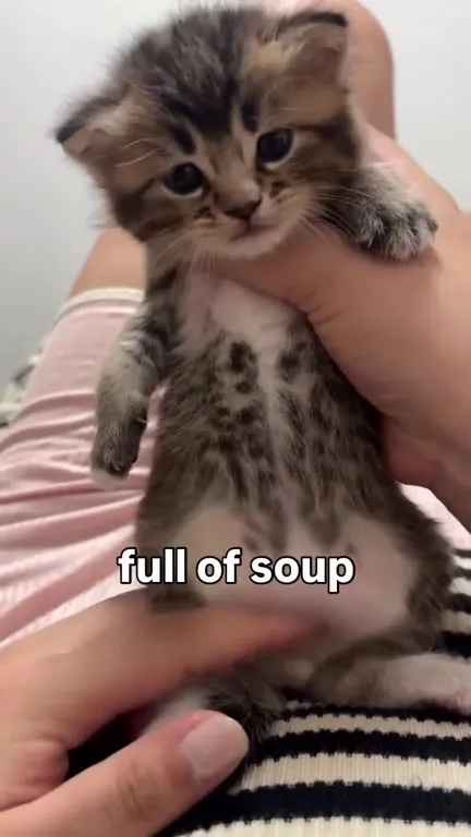 Kitten Full of Soup