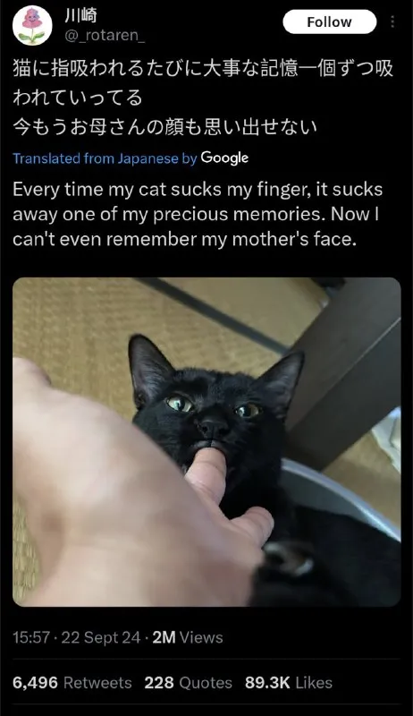 猫に吸われる大切な記憶
