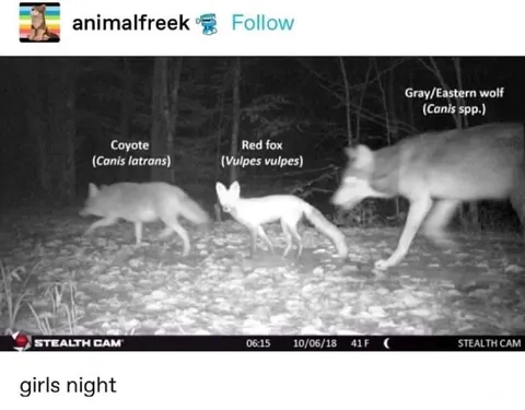 Girls Night Wildlife Walk