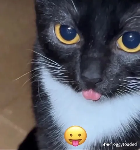 Кот с высунутым языком