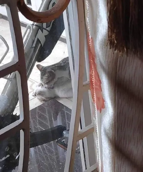Кот подглядывает через окно