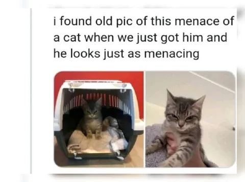 Menacing Cat Then and Now