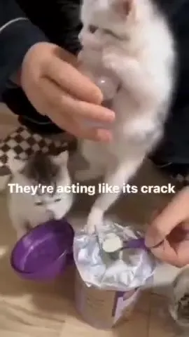 Kittens Acting Like It’s Crack