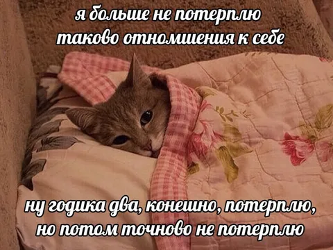 Кот больше не потерпит