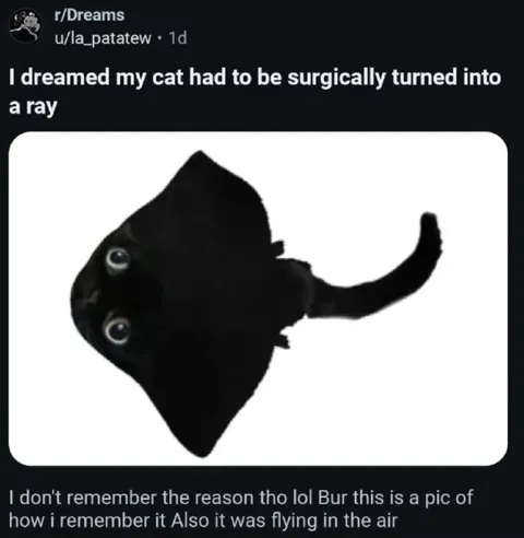 Cat Surgically Turned Into a Ray