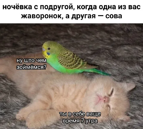 Ночёвка жаворонка и совы