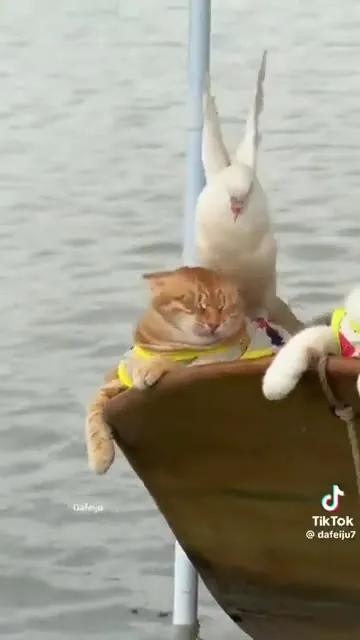 Коты на лодке и в воде