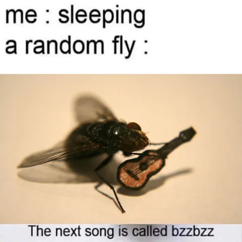 Random Fly Plays Bzzbzzz