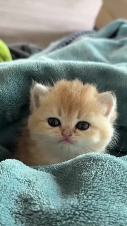 Котёнок, который засыпает