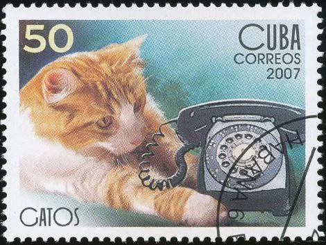 Gato llama por teléfono