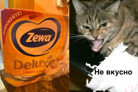 Кот пробует туалетную бумагу