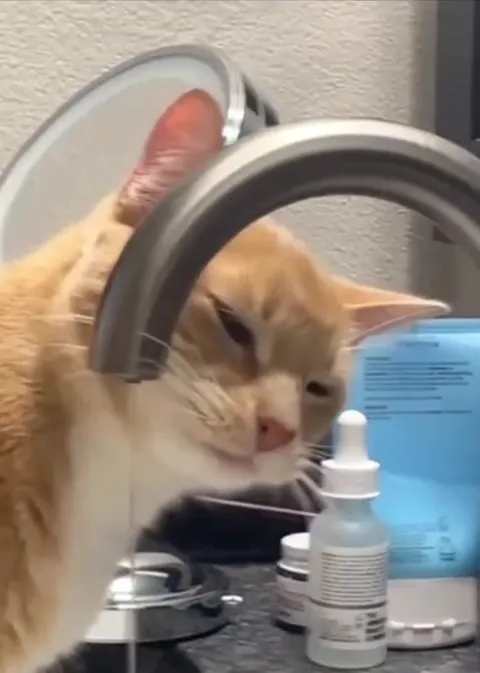 Котята у крана
