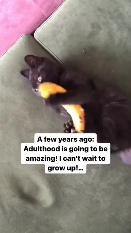 Adulthood Was Supposed to Be Amazing