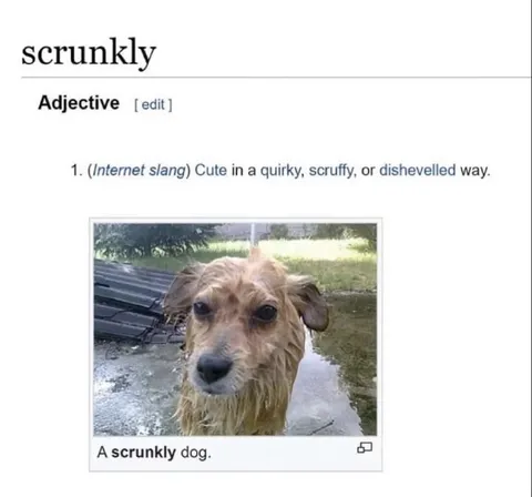 Scrunkly Wet Dog