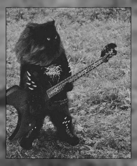 Кот-металлист с бас-гитарой