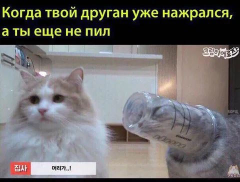 Когда друг уже напился