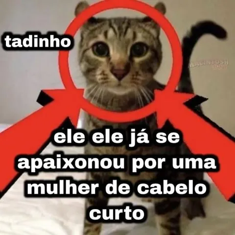 Gato apaixonado por mulher de cabelo curto